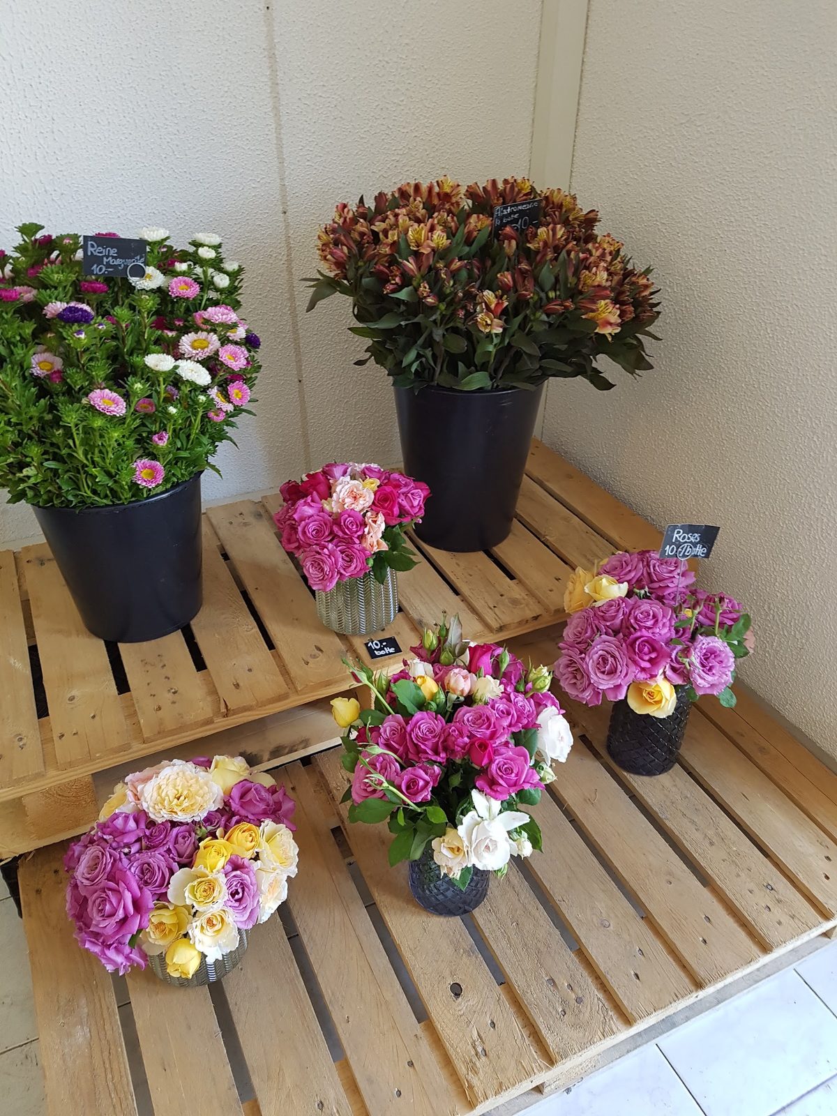 Compositions de fleurs en pots