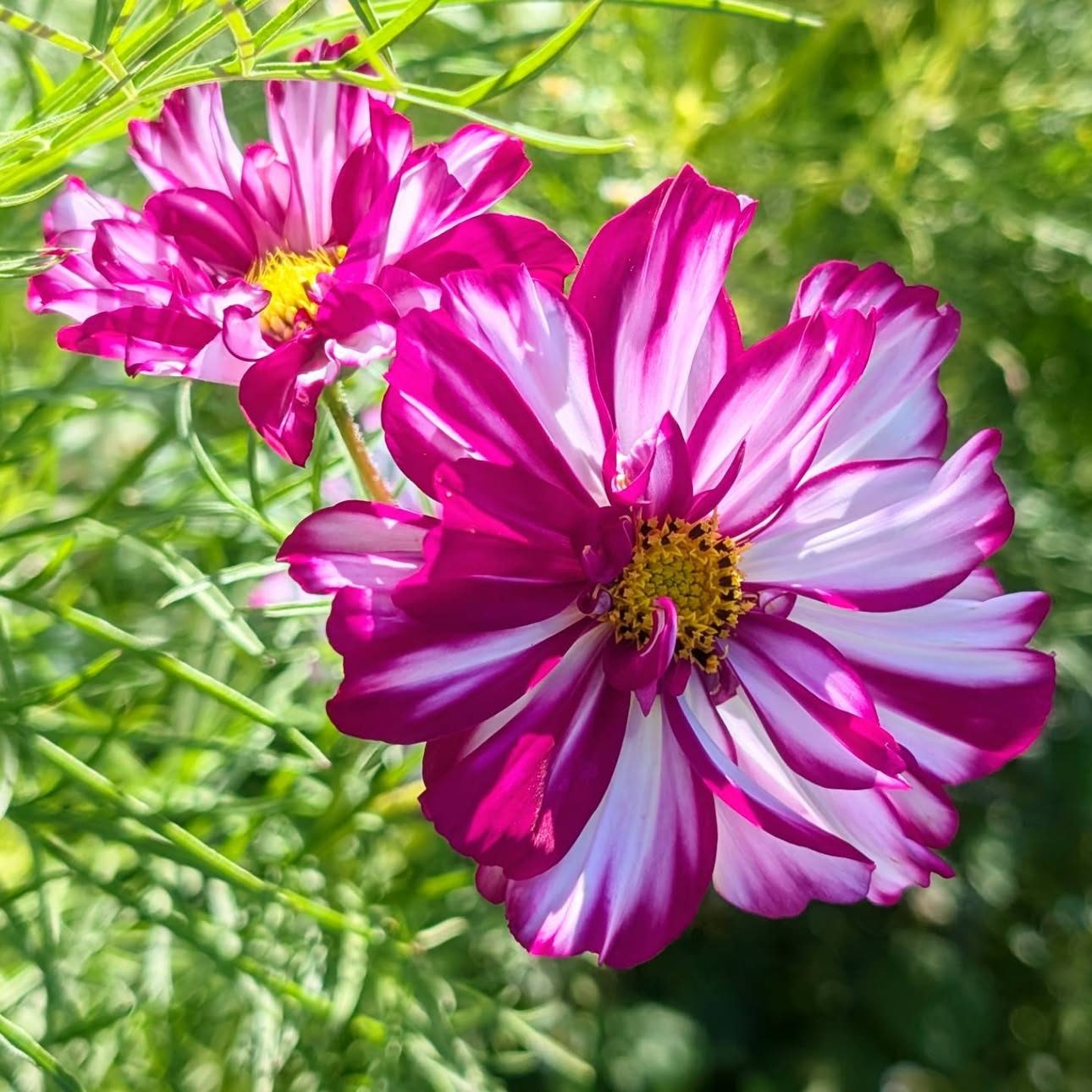 Cosmos rose et blanc