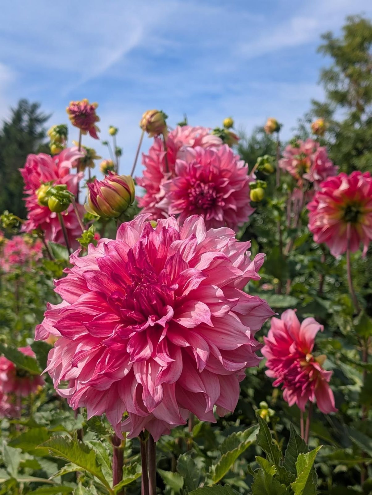 Dahlias géants roses