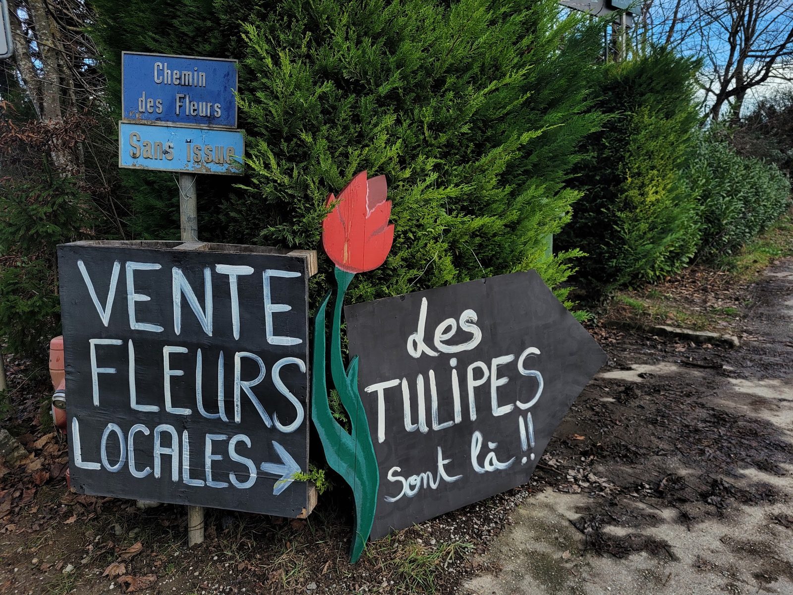 Panneau à l’entrée : « Vente fleurs locales, des tulipes sont là »