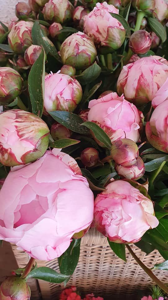 Pivoines roses