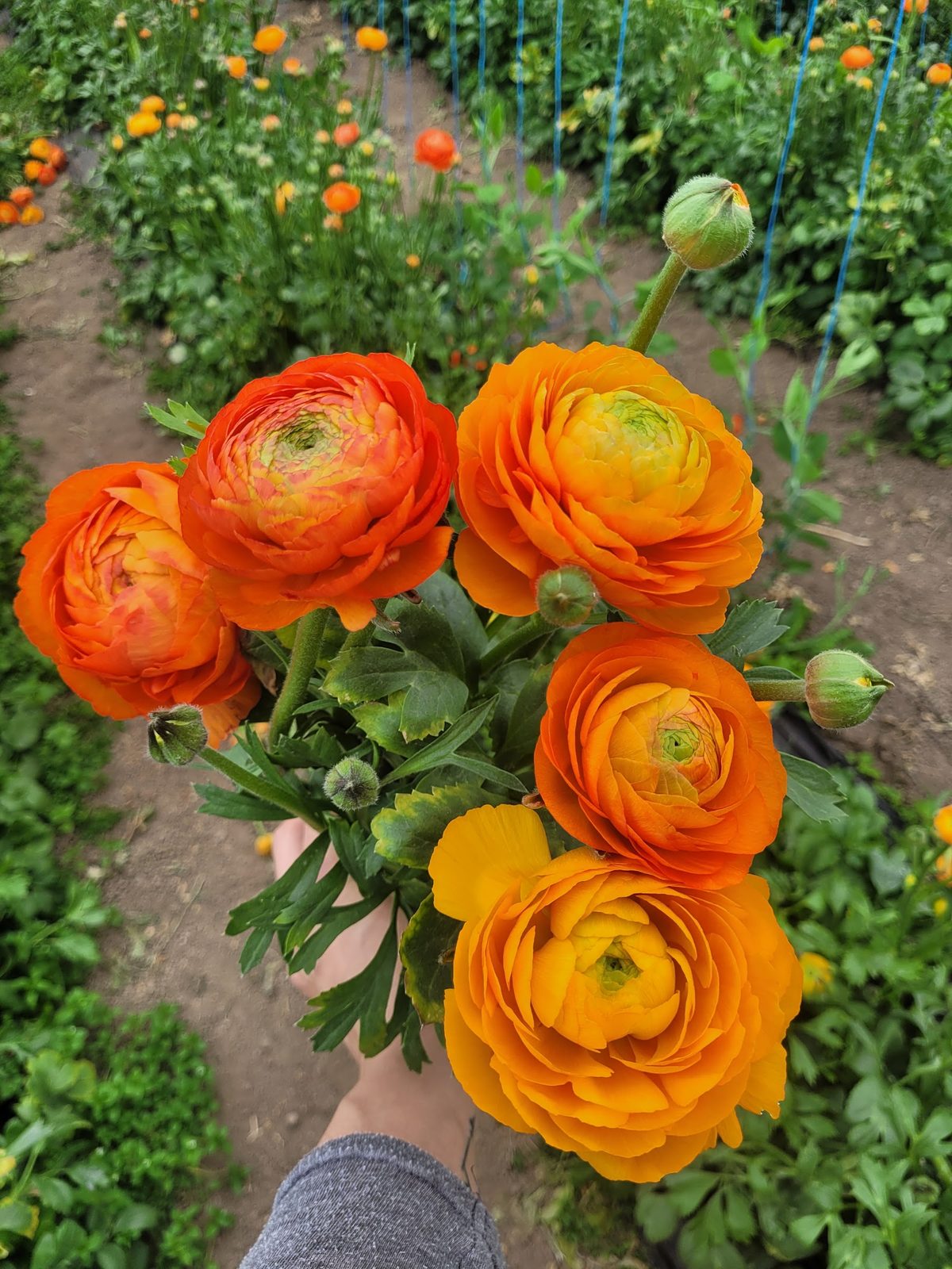 Renoncules orange cueillies dans les cultures