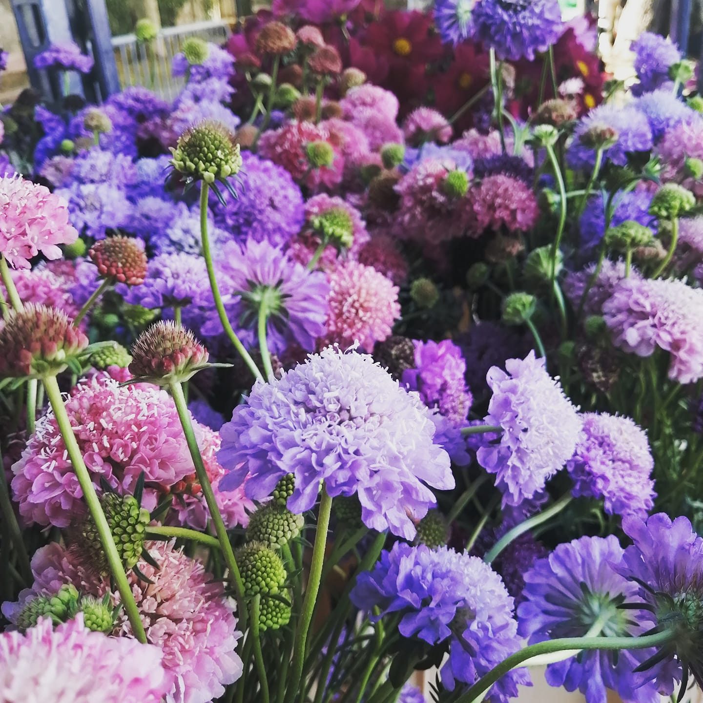 Scabieuses mauves et roses