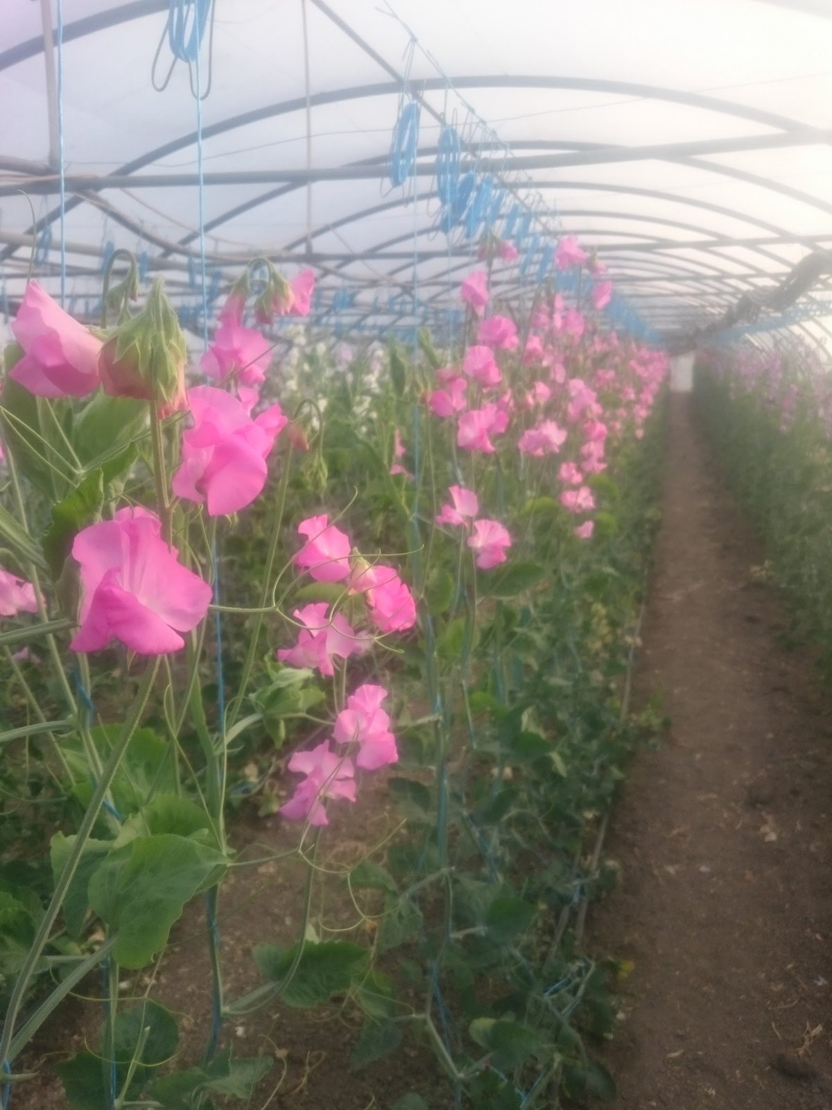 Fleurs roses en culture sous tunnel