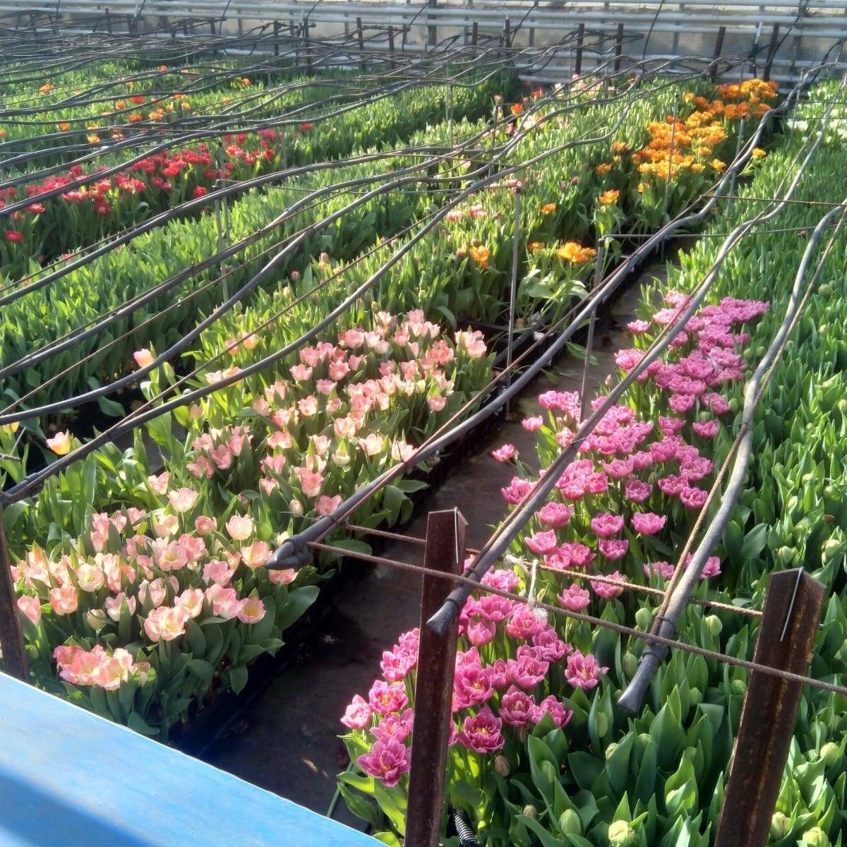 Rangs de fleurs en culture sous la serre