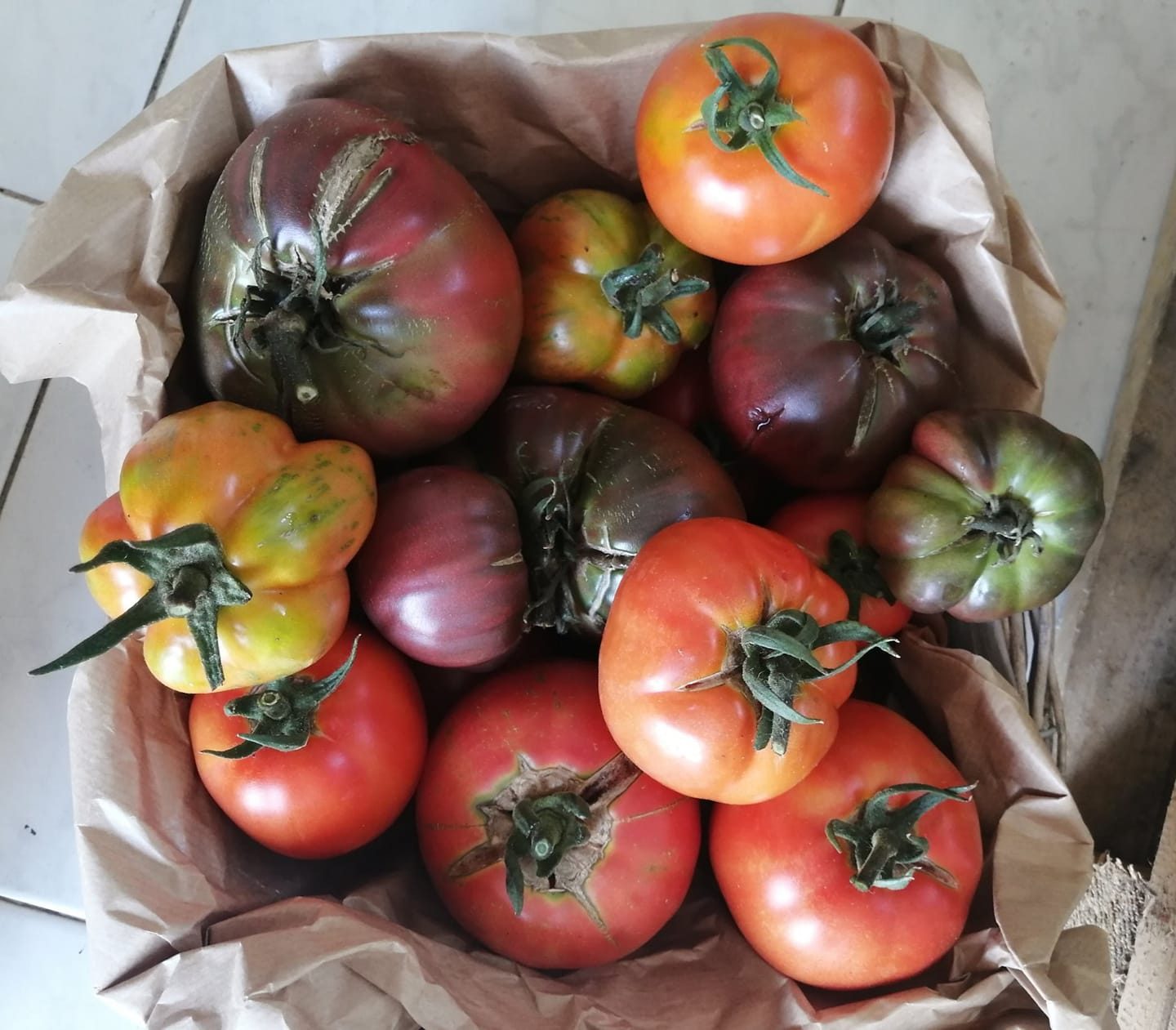 Tomates anciennes