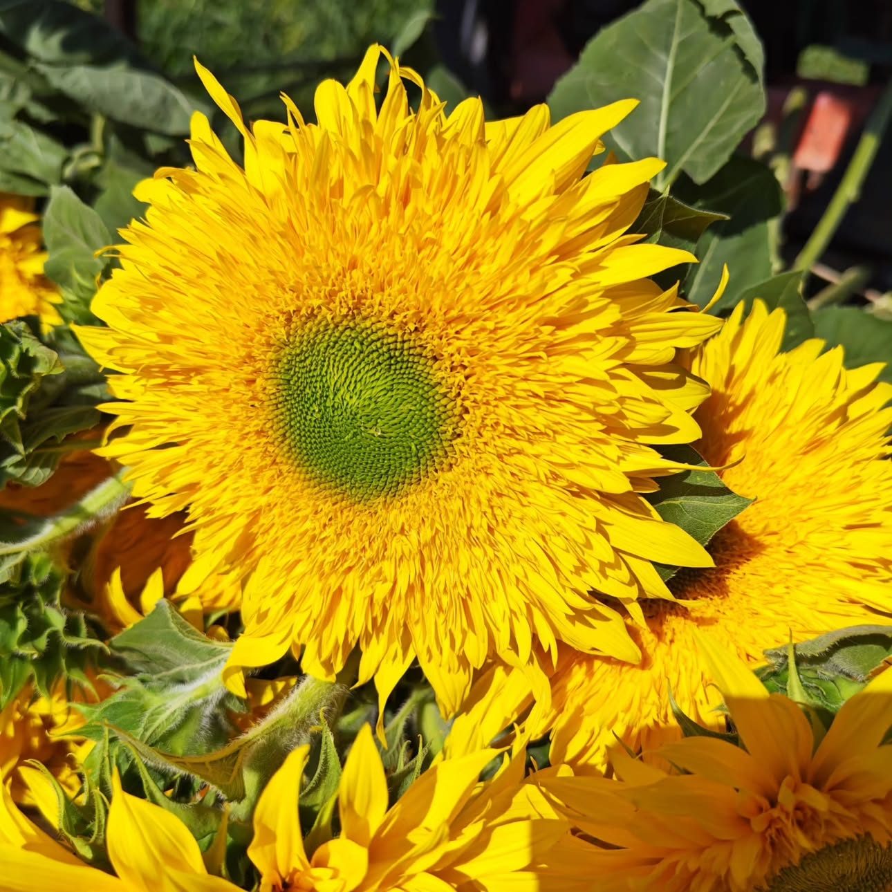 Tournesol
