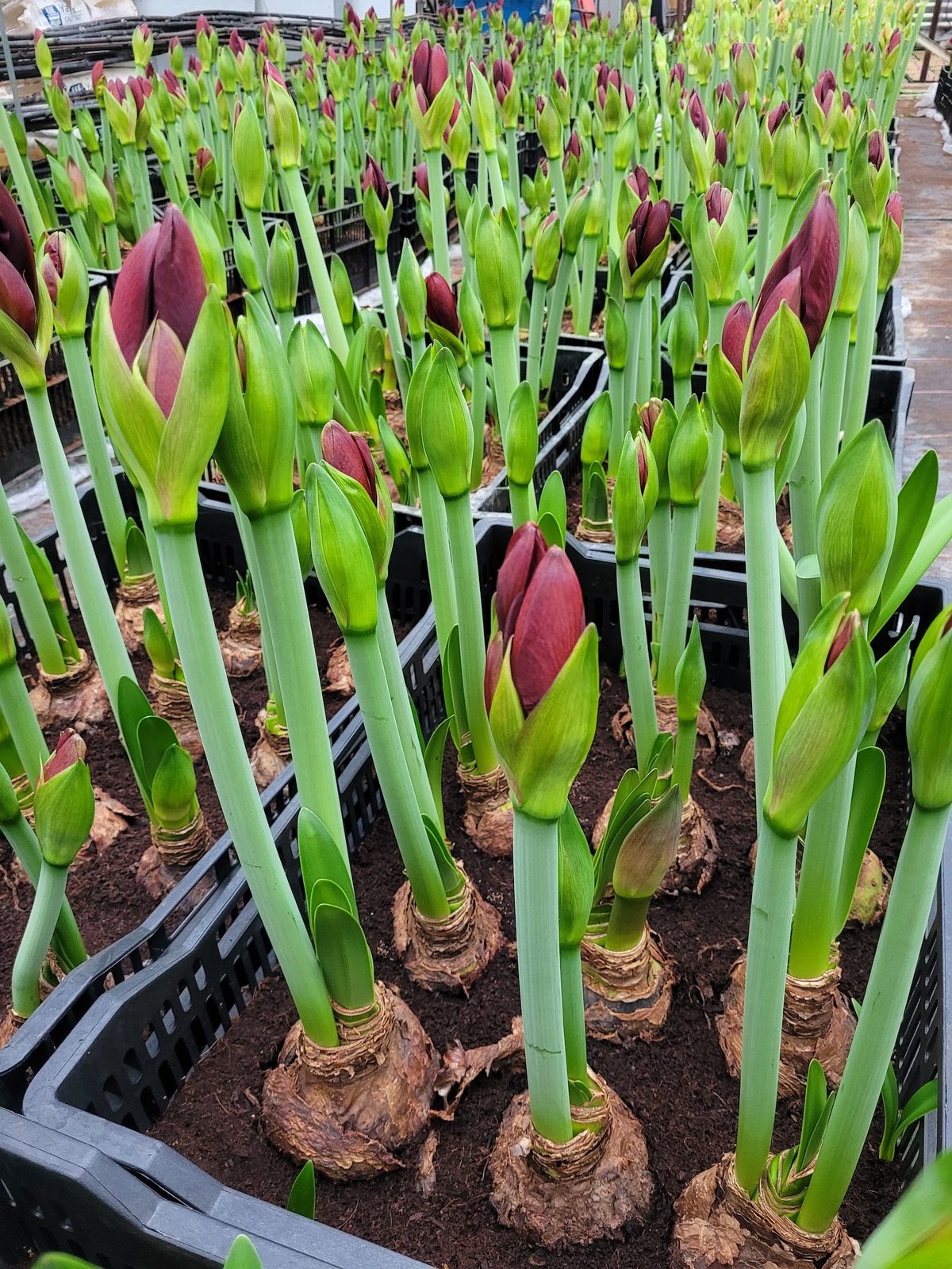 Tulipes en culture