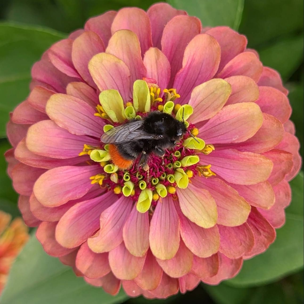 Zinnia pastel